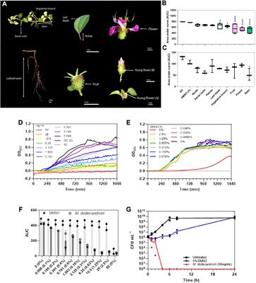 Transcriptomic and metabolomic characterization of antibacterial activity of Melastoma dodecandrum